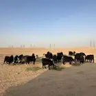 معزا مراح