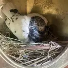 حمام مشكل