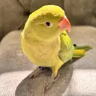 ببغاء الدره الهندي أليف جدا جدا
