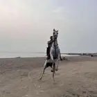 حصان
