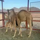 للبيع قعود وبكره