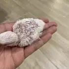 فروخ روز البينو و كاسكو