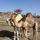 قعدان