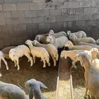 بهم للبيع العدد18