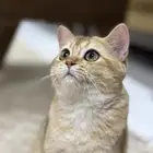 سكوتش جولد ستريت بيور