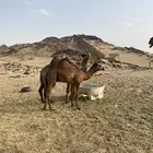 قعود مشروع فحل العمر 9شهور يوجد له مقاطع