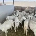 للبيع غنم منوة القاني