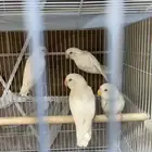 للبيع روز
