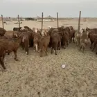 طليان سواكني حمري