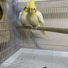 جوز كروان لاتينو تحته بيضه