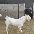 تيس باكستني