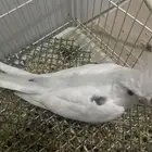 فروخ كروان بصمات و هافي بايد