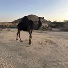 ناقه حايل ردوم للبيع