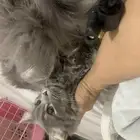 قط ذكر تبني