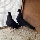زوج حمام قطيفي