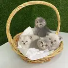 قطط صغيره هملايا وسكوتش