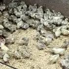 دجاج فيومي المنيوم صافي