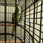 ببغاء الدرة الهندي