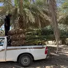 نخيل لبيع