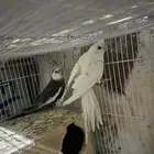 سلام عليكم جوز كروان