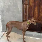 سلق