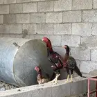 ديك سندي