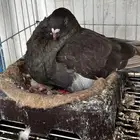 حمام نفاخ اسباني