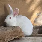 ارانب للبيع