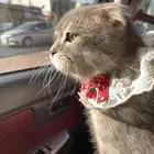 قط سكوتش بالدمام