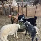 تيوس عوارض للبيع