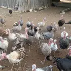 دجاج رومي
