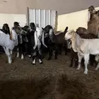 تيوس وجفار