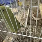 للبيع ببغاء درا بيعه سريعه