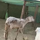 رخل ساكنيه
