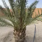 نخل جسبه للبيع