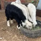 رخال حريه