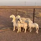 شياه 3 حريات مواليد ( النبهانيه )
