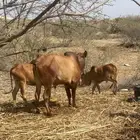 ثوار للبيع السعر سوم