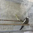 البيع