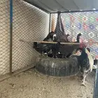 دجاج بلدي بياض تم البيع