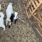 جفره