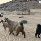 تيس فحل شرط القريع شرط شرط