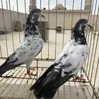 جوز سالكوتي علي ولا