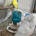 للبيع