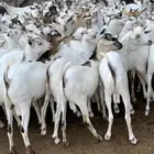 تيوس مرابي خميس مشيط