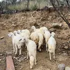 خرفان للبيع