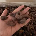 تمور دخيني وصقعي مزارع سدير