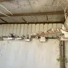 قماري هولندي وقطا وا قماري الماسي