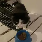 قط لتبني