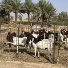 معزاء مشروكه دفيع